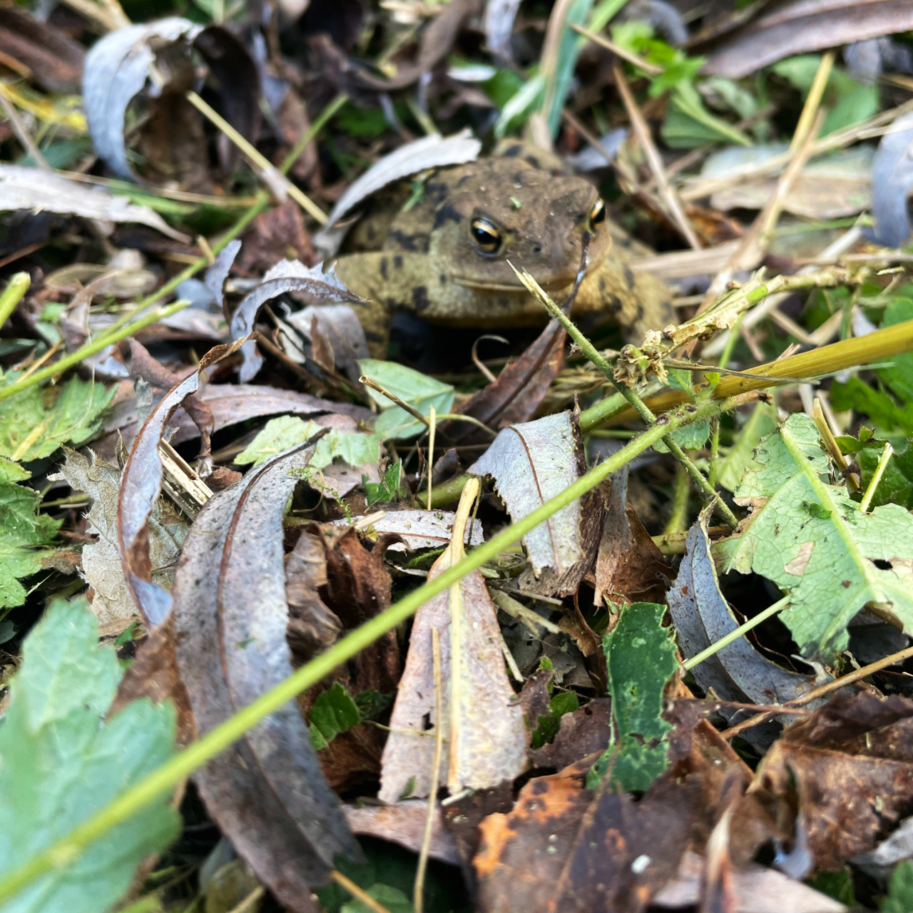 Bufo Bufo